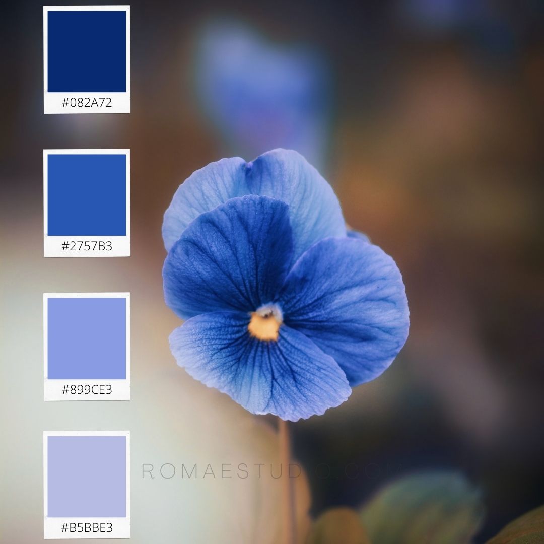 blog_ roma estudio paleta azul